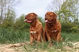 DOGUE DE BORDEAUX 007